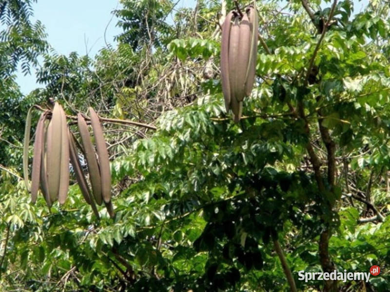 OROXYLUM INDICUM Oroxylum indicum NASIONA 100g Lubanie
