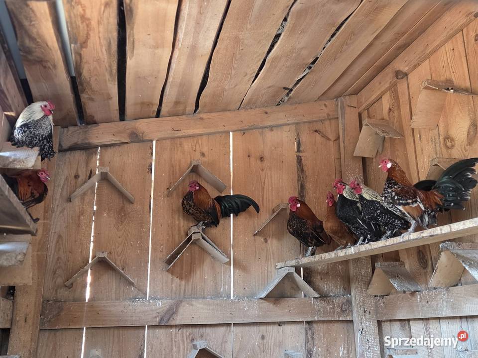 Sprzedam karzełki łapciate Kotarszyn sprzedam