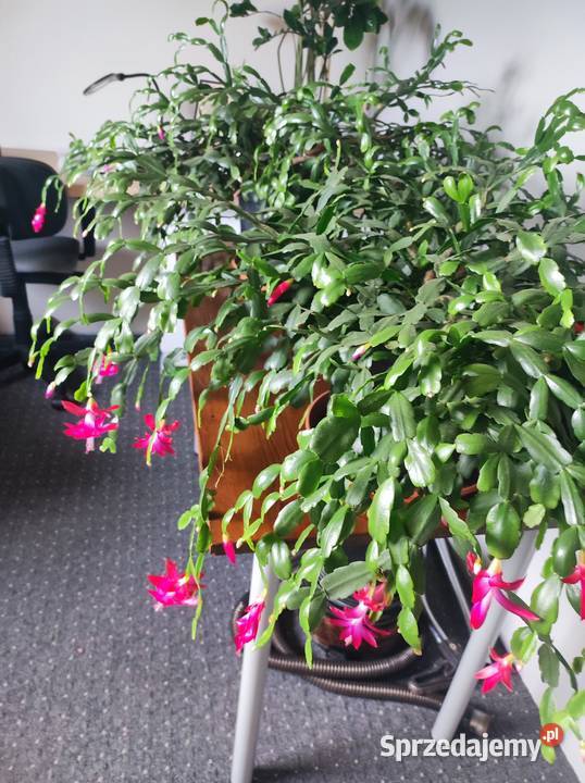 Kwiaty doniczkowe łódzkie Łódź