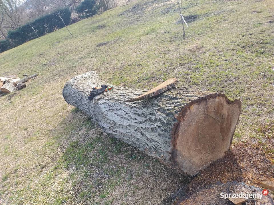 Kloc z orzecha Sietesz