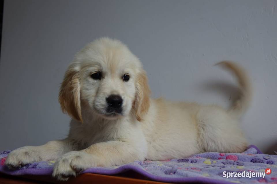 Golden Retriever gotowe do odbioru Tułowice