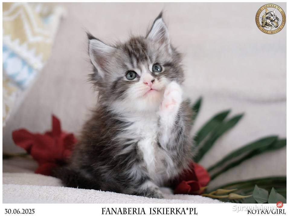 Srebrzysta kotka o pięknym kontraście maine coon Warszawa sprzedam