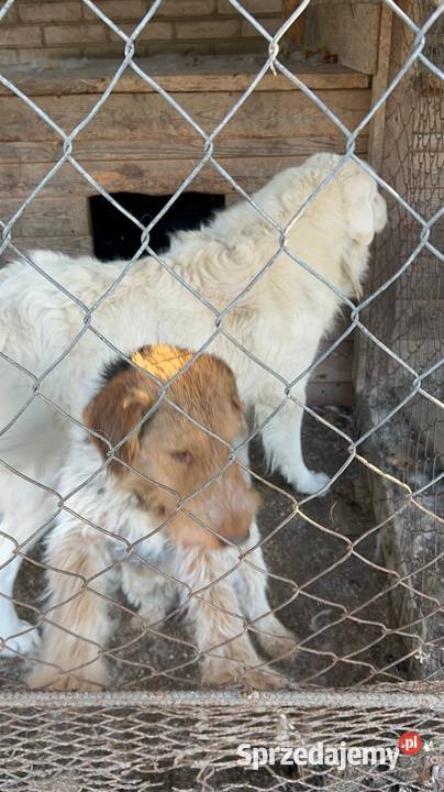 Oddam foxteriera Ludwin