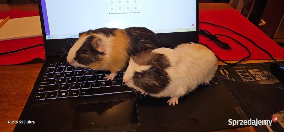 Sprzedam świnki morskie wielkopolskie Piła sprzedam