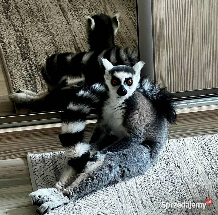 Sprzedam młode Lemury Katta Lemur catta oswojone