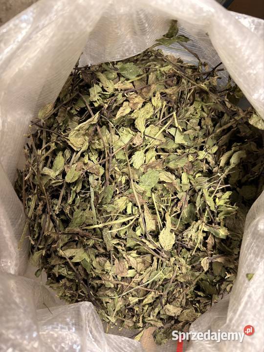 Mięta pieprzowa ziele całe młode Rolnictwo