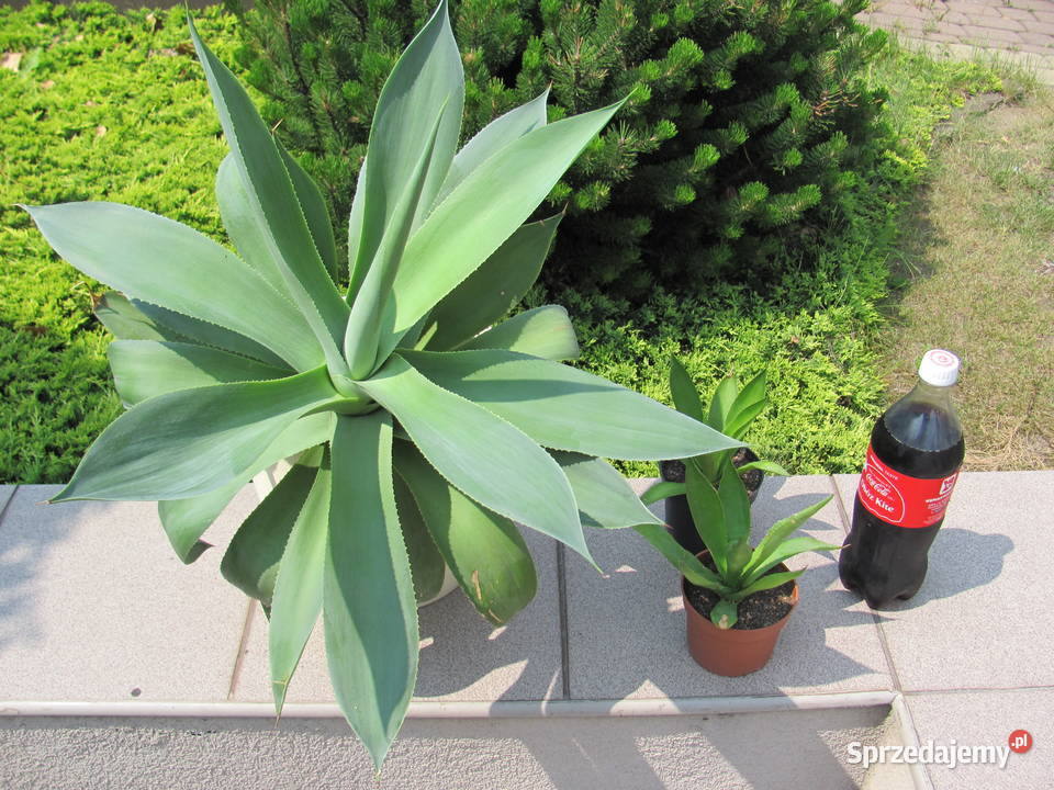 Śliczna agawa Agave celsii albidor ostatnia małopolskie Kraków sprzedam