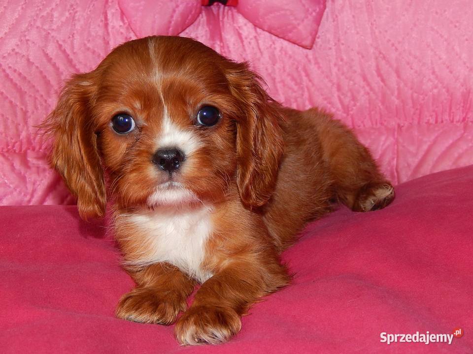 Cavalier King Charles Spaniel Chłopczyk Ruby śląskie sprzedam