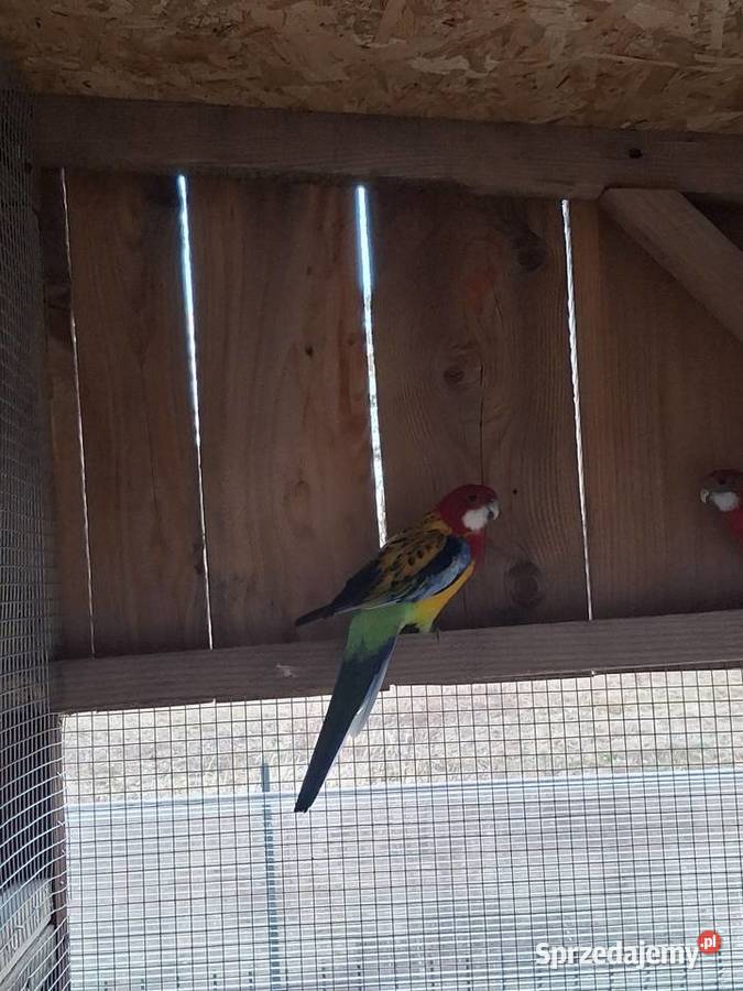 Rozella Gold Brzesko