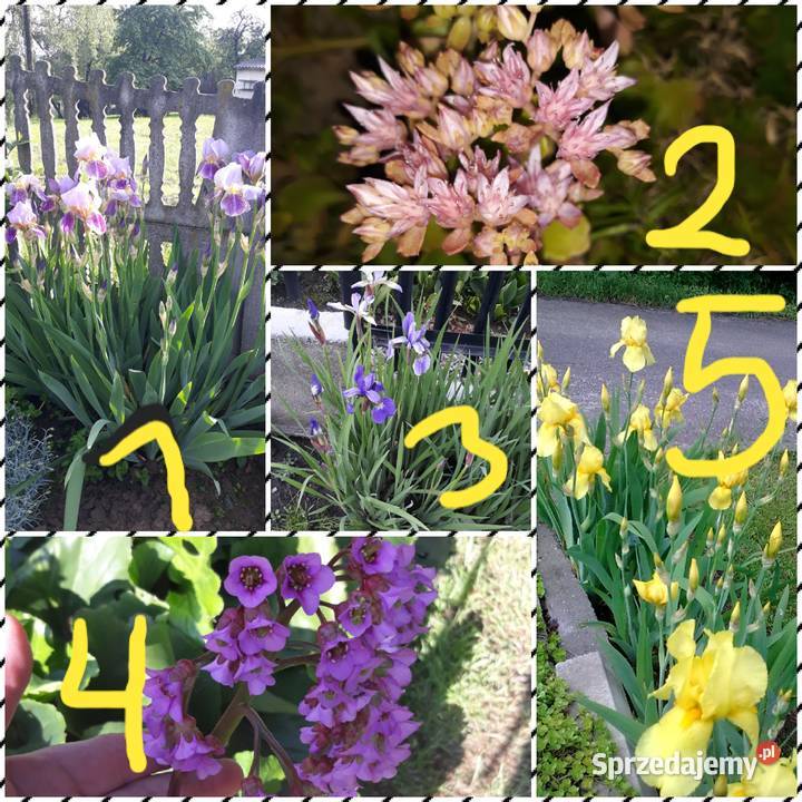 Irysy syberyjskie sadzonki kłącza śląskie