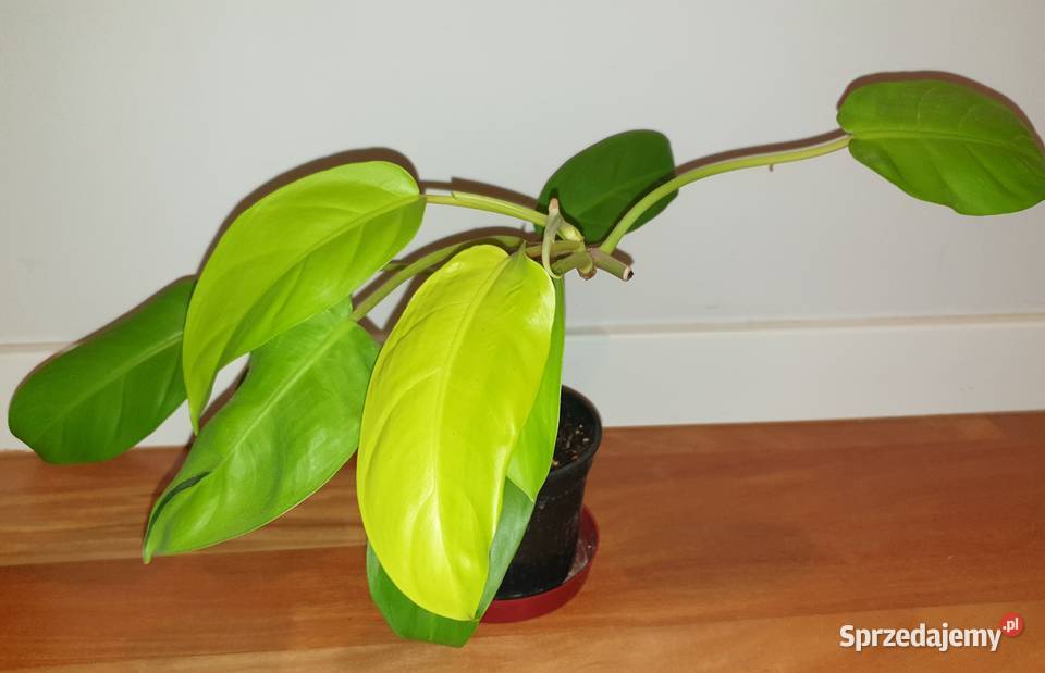 Filodendron philodendron lemon lime Dom i Ogród Warszawa