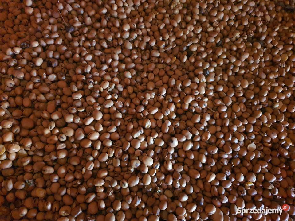 Pszenżyto pszenica jęczmień bobik Brzostków