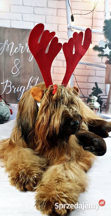 Briard rezerwacja szczeniąt ZKwP FCI wiosna 2021 Opole