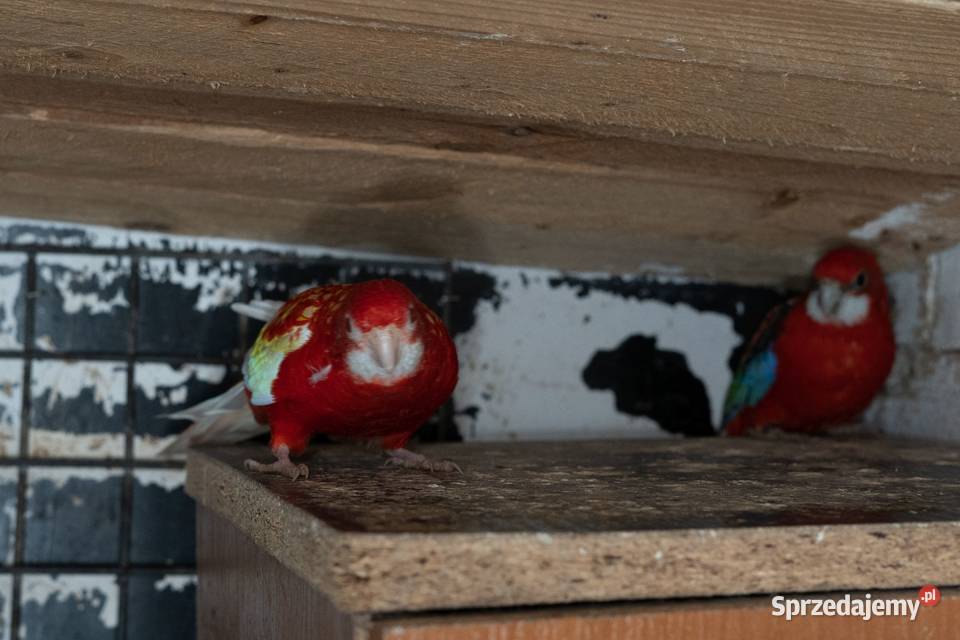 Sprzedam Rozelle Białolica para Zwierzęta podkarpackie sprzedam