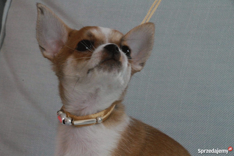Piękny krótkowłosy piesek chihuahua mazowieckie Warszawa