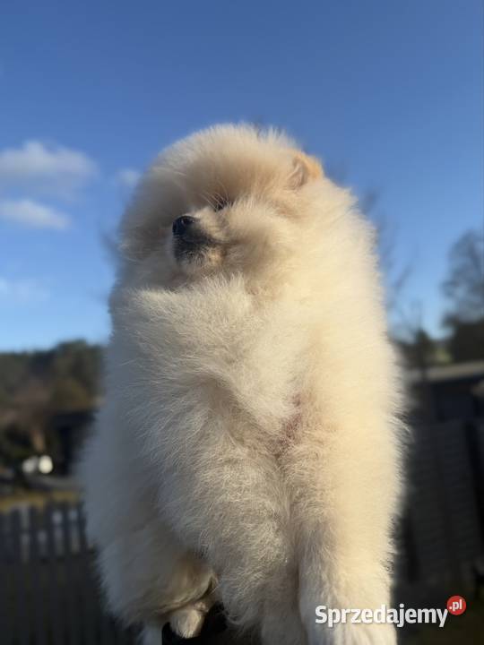 Szpic miniaturowy Pomeranian Gorzów Wielkopolski
