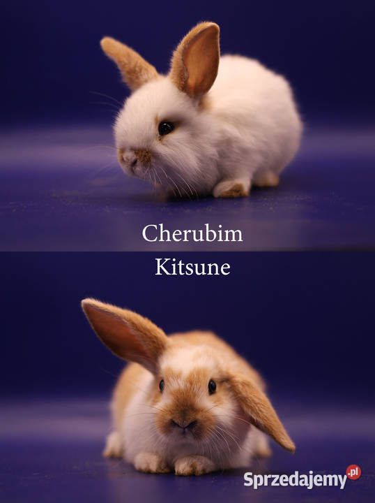 Króliki miniaturki Budzyń