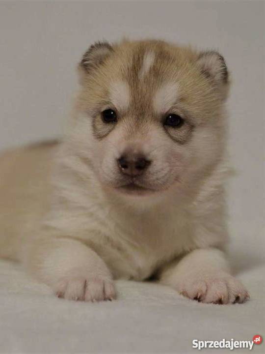 siberian husky rodowodowe szczenięta ZKwP FCI Inowrocław