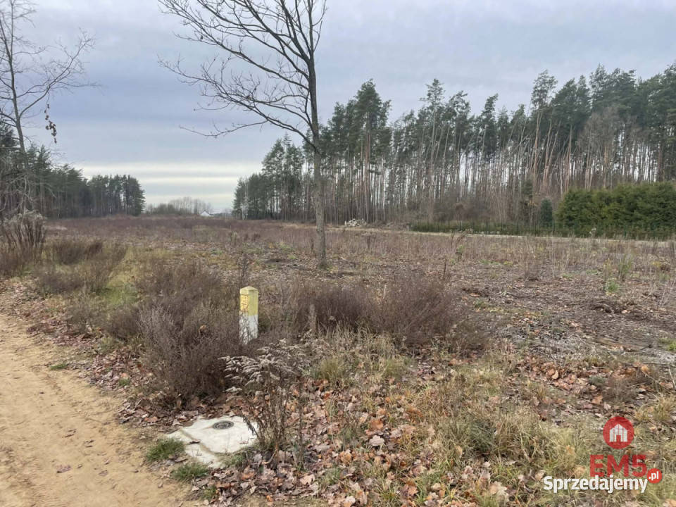 Działka 6000m2 Skrybicze budowlana