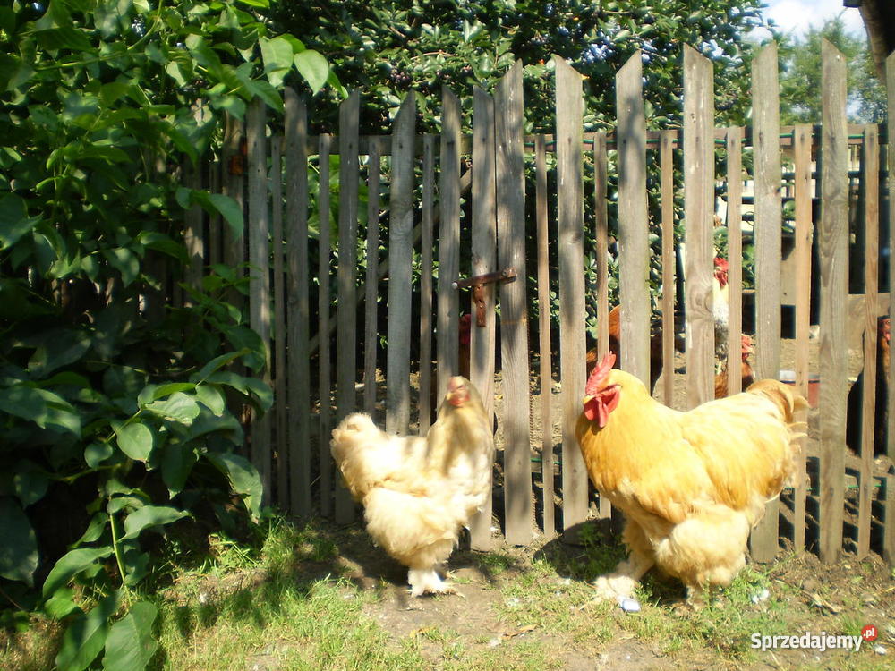 Kochin Olbrzymi Złoty Częstochowa