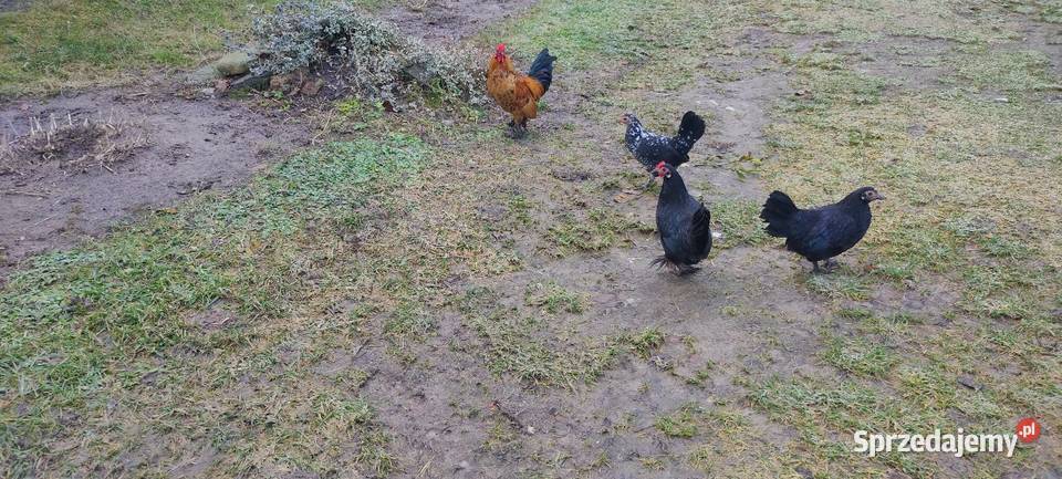 Kury karzełki liliputki Tokarówka