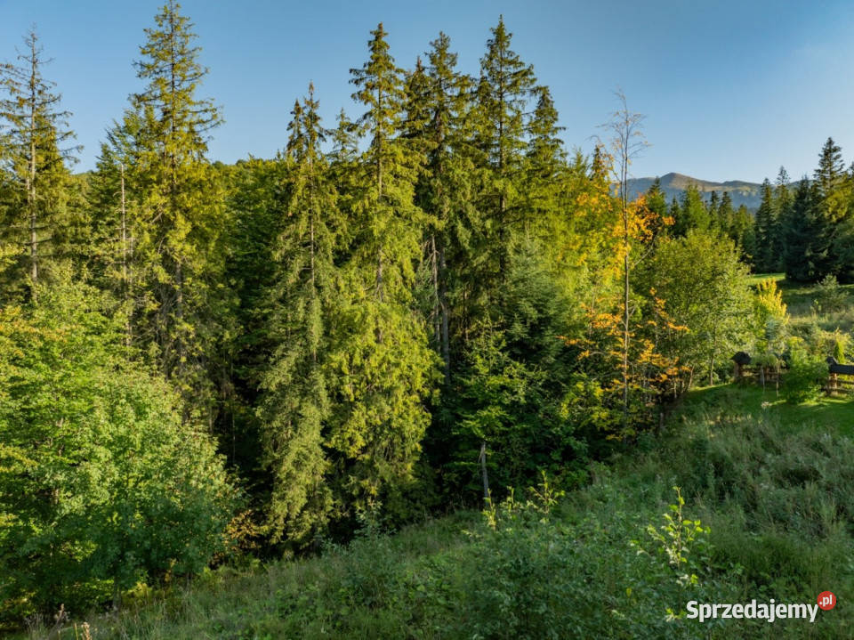 Działka RolnoLeśna 2784 m Kościelisko Gronik Sprzedaż małopolskie