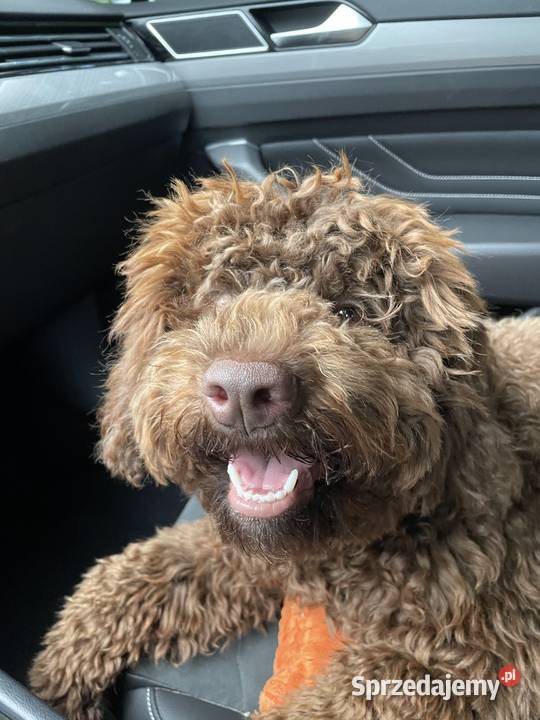 Lagotto Romagnolo - ( pies na trufle DOGOTERAPIA) Hodowla  ZKwP Szczecin