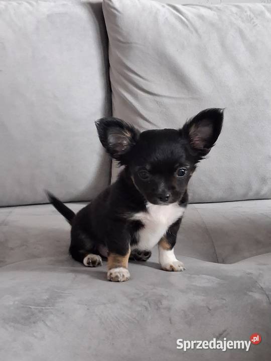 Uroczy Chihuahua chłopiec długowłosy szuka nowej Gdańsk