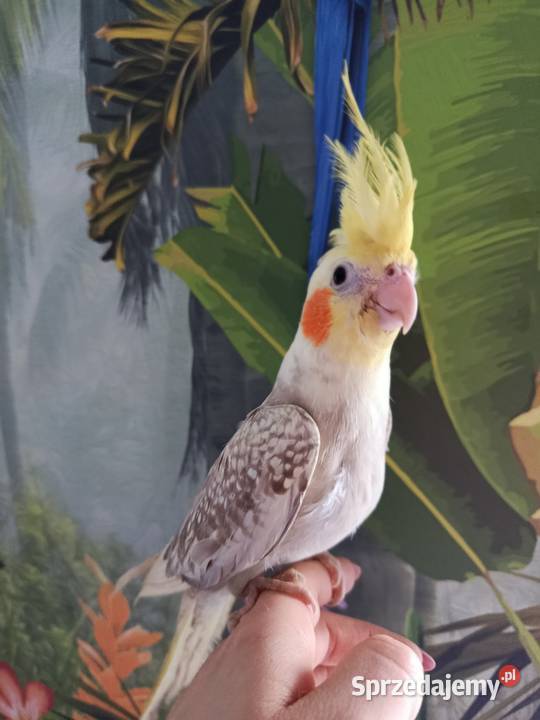 Papuga nimfa ręcznie karmiona oswojona