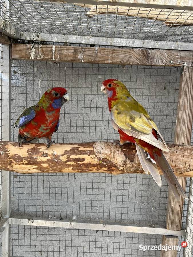 Rozelle królewskie 2025r Ptaki sprzedam