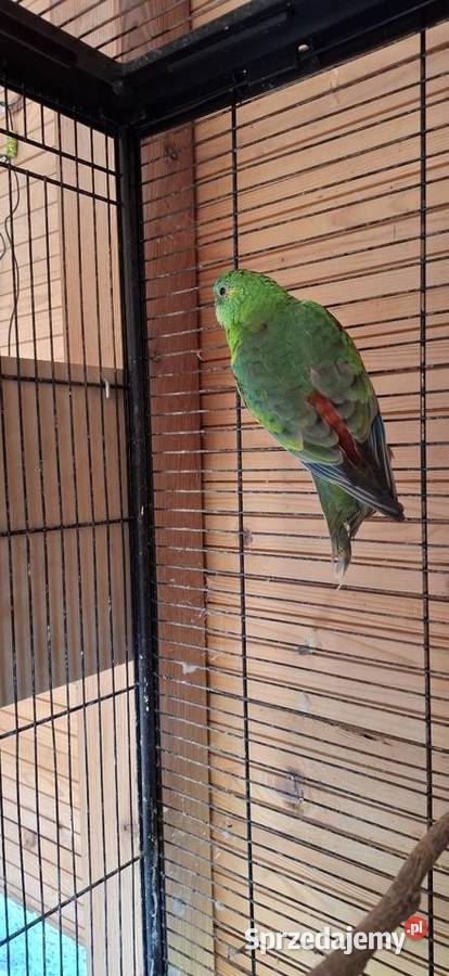 Świergotki sprzedam łódzkie Wola Kutowa