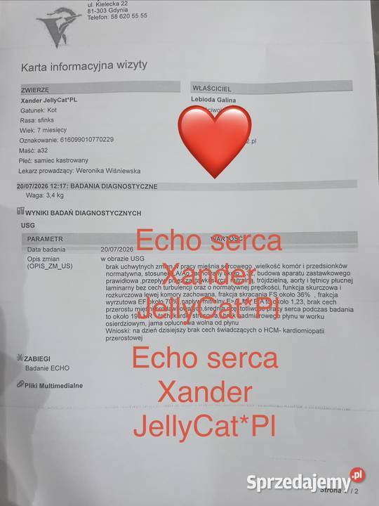 Sfinks kanadyjski Koty Gdynia