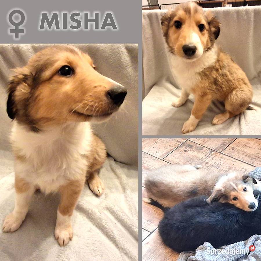 Owczarek Szkocki Długowłosy Collie