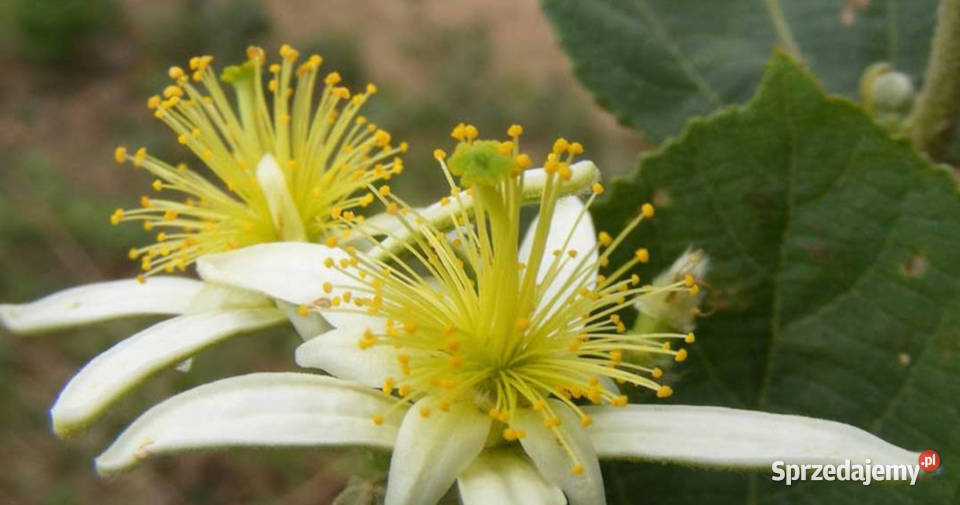GREWIA OPTIVA Grewia optiva NASIONA 100g Lubanie