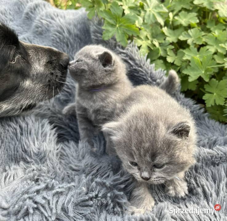 Brytyjski brytyjczyk kocięta Piorunówek sprzedam