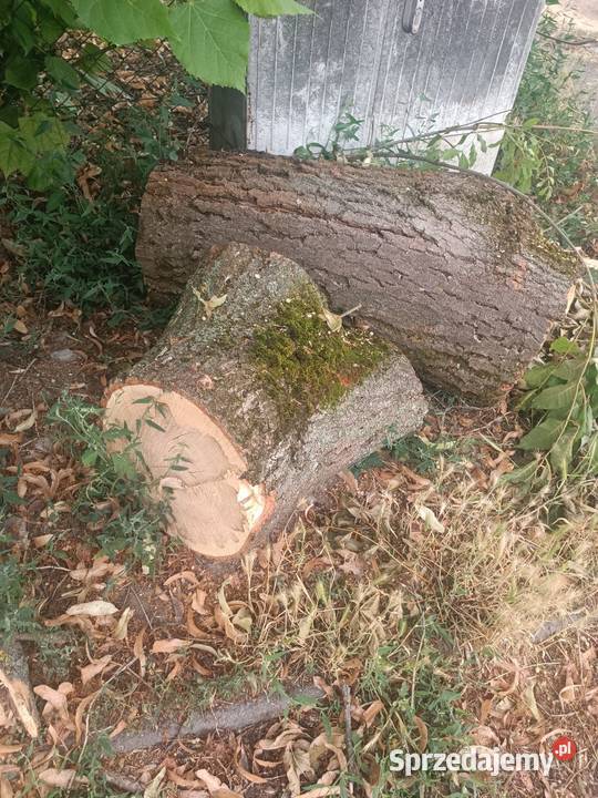 Duża ilość drzewa Szczecin