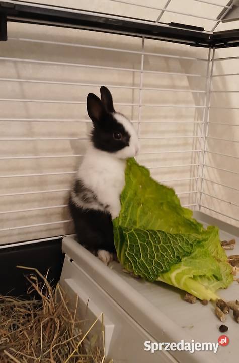 Sprzedam Królika