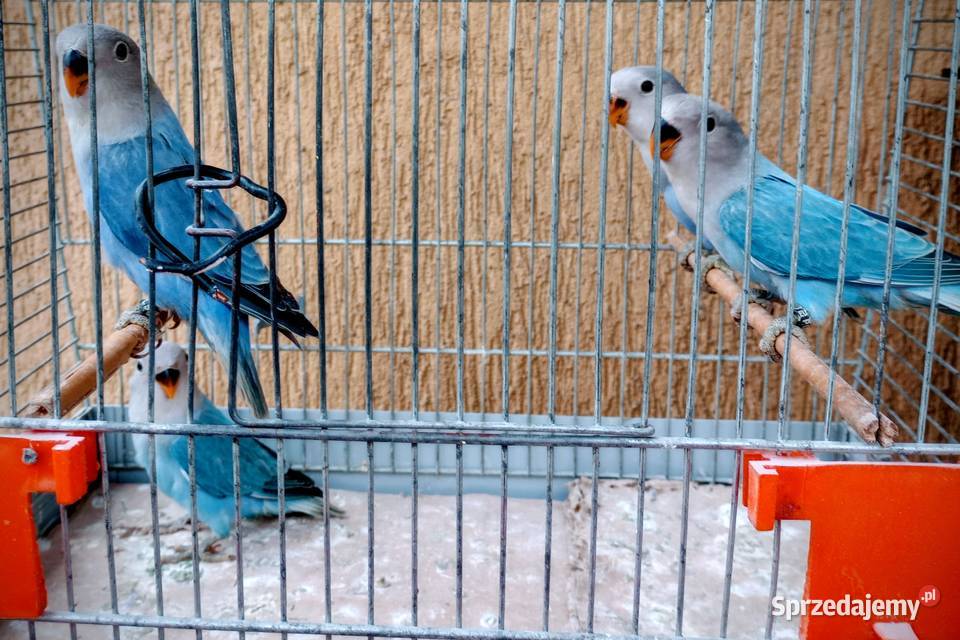 Młode nierozłączki Rzeszów