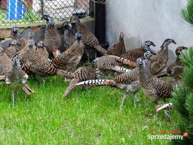 Sprzedam Bażanty Diamentowe Bażant z 2025 Samce wielkopolskie Gostyń
