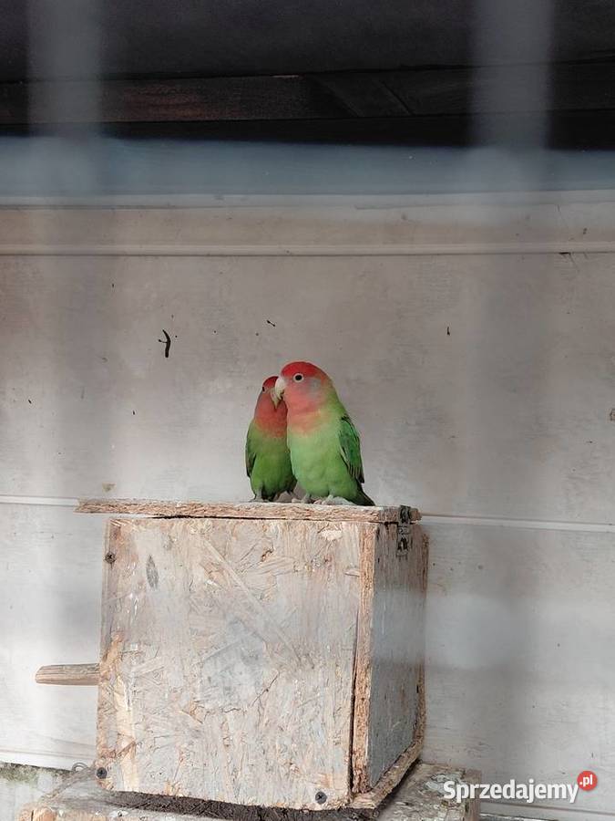 Sprzedam nierozłączki lubuskie Świebodzin