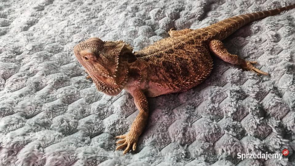 Agama brodata samica 2 letnia mazowieckie