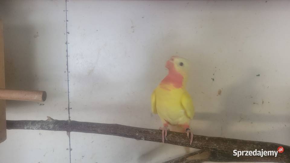 Księzniczki walii lutino Wieliczka