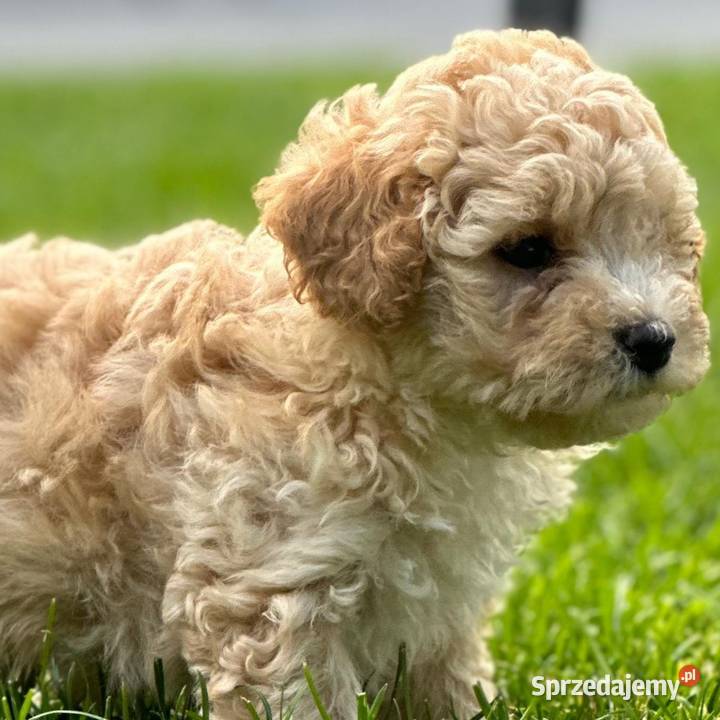 Maltipoo f1
