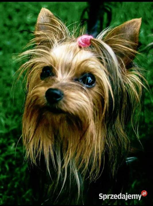 York maleńki piesek xxs śląskie