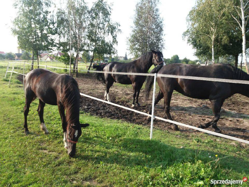 spprzedam konie Mielec