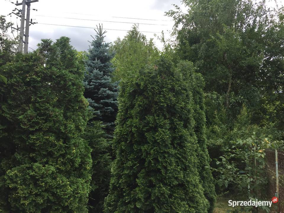 Sprzedam działkę ROD Jaroszówka 415m2 Sprzedaż podlaskie Białystok