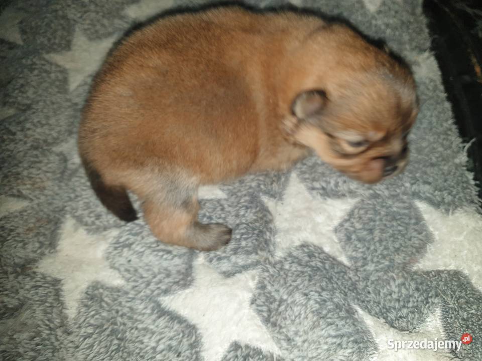 Szpic Miniturowy Kutno