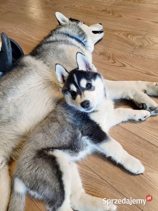 Szczeniak Siberian Husky piesek piesek zkwp fci podkarpackie Mielec sprzedam