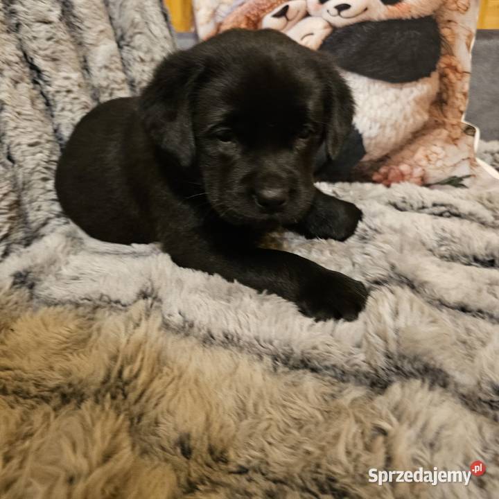 Labrador retriever Mądry Piękny mocnej budowy zachodniopomorskie Kołobrzeg