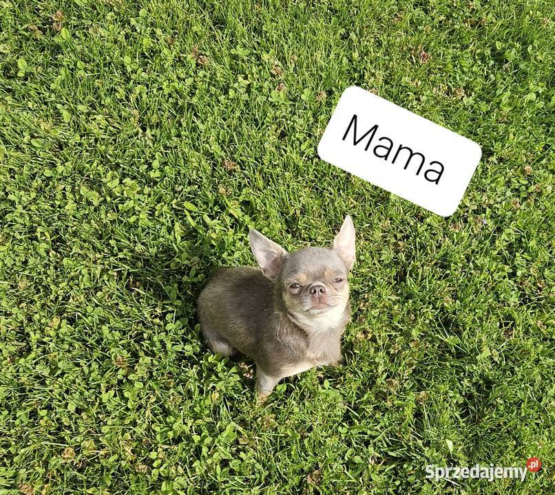 Mini piesek chihuahua